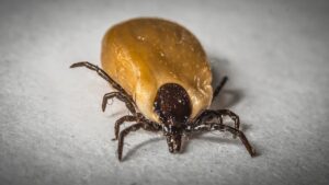 Read more about the article Underestimating Lyme Disease Will Make It Worse
